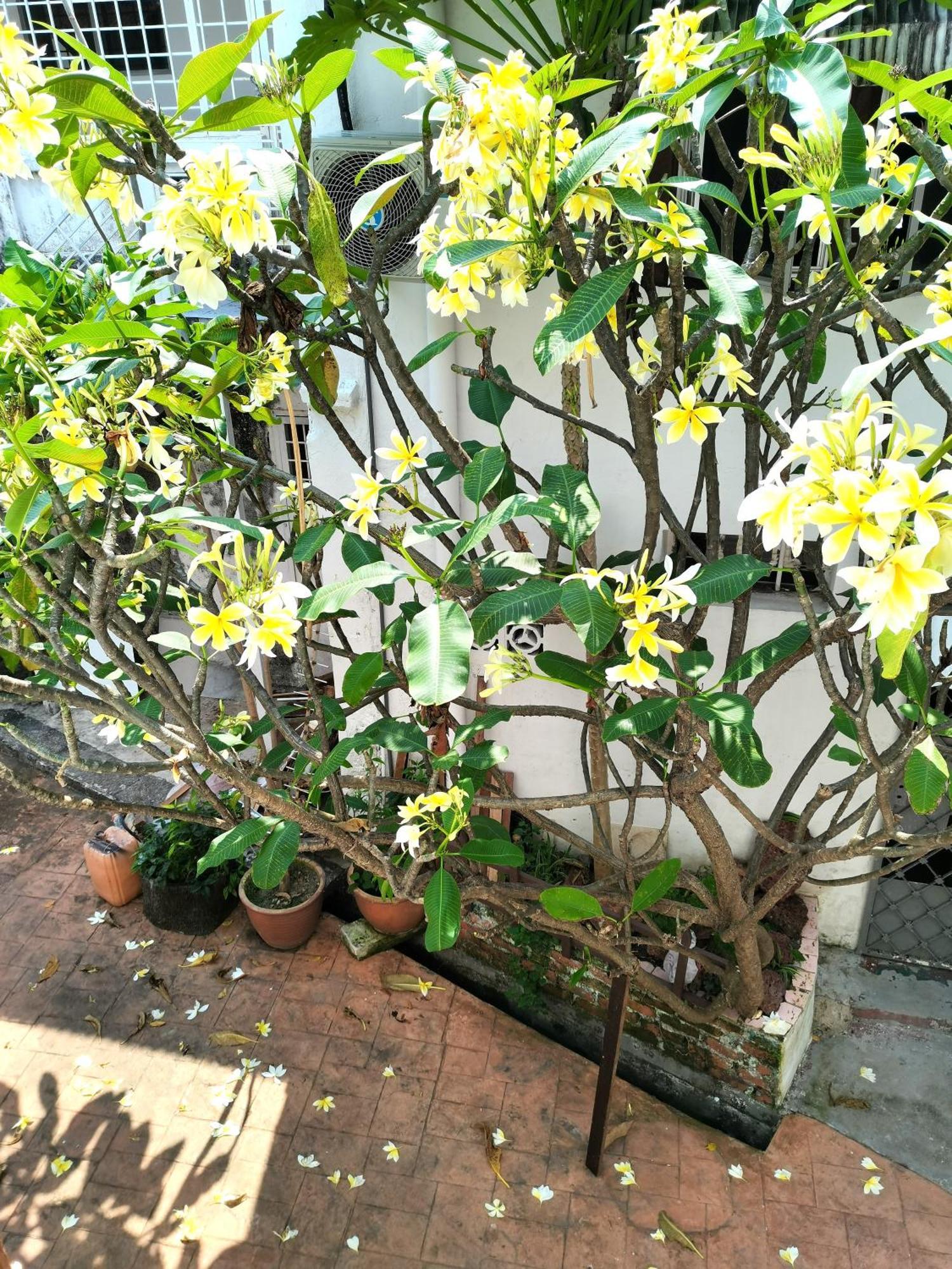 Mori Jonker Homestay Malacca Buitenkant foto